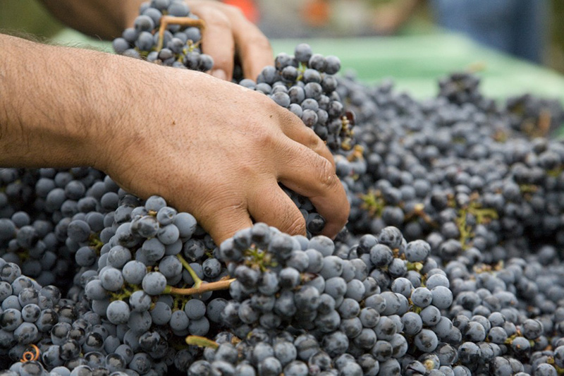cabernet_hand